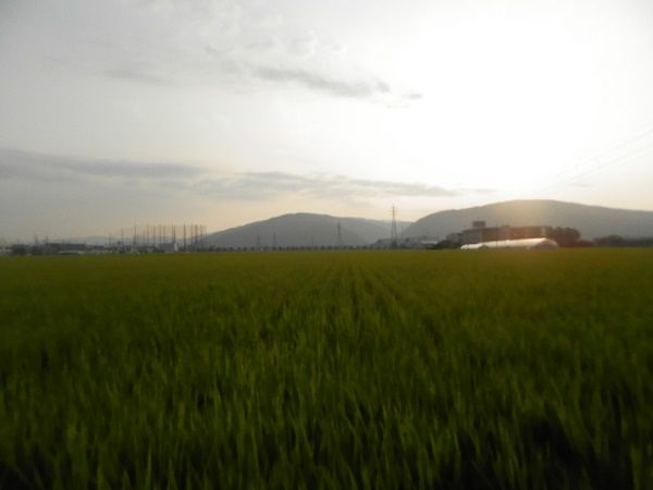 P8071079